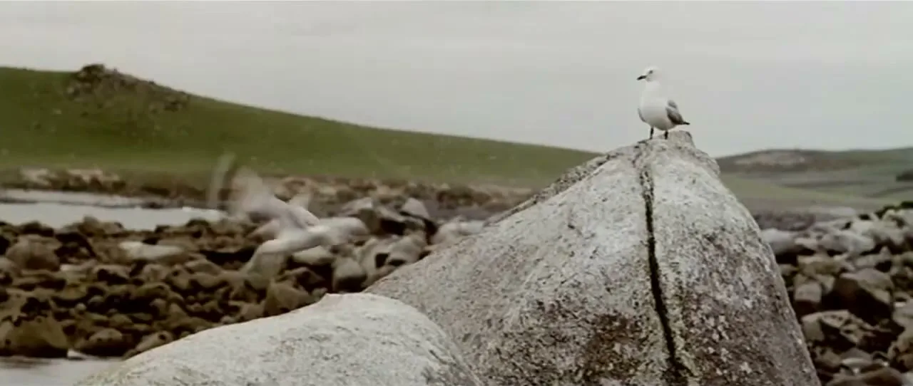 Two seagulls are perched on large rocks by the water, with one taking flight, against a backdrop of green hills under an overcast sky.