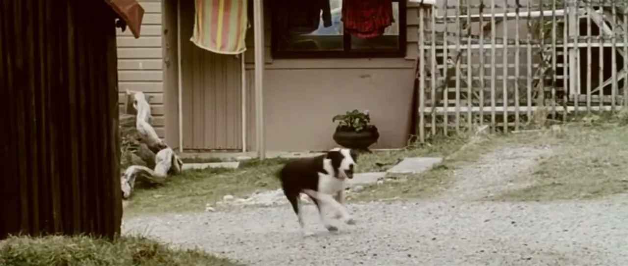 A black and white dog runs across a gravel path towards the camera, followed by two puppies, in front of a house.