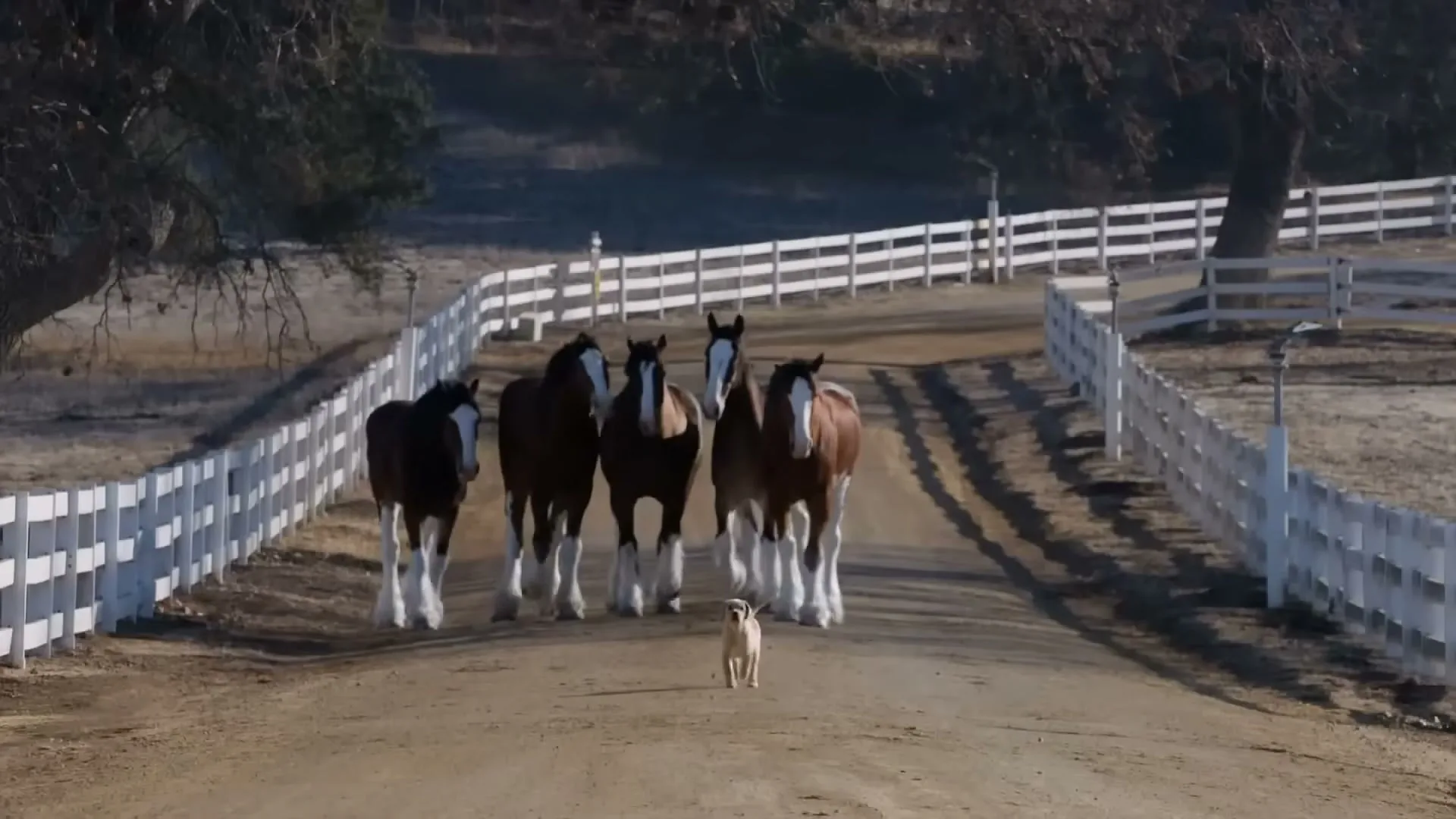 Budweiser “Puppy Love”