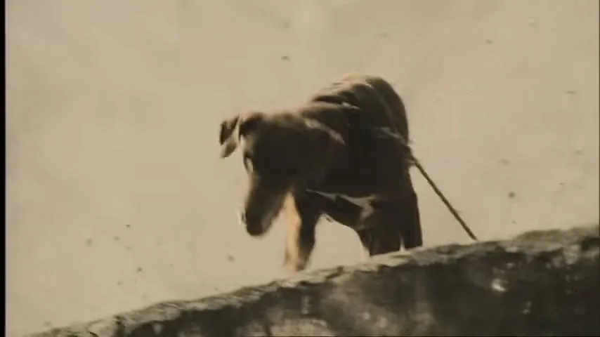 A brown dog with a white chest stands on a concrete ledge, looking towards the camera against a bright, hazy background.