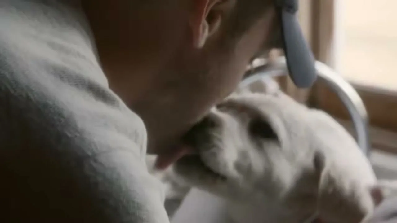 Budweiser "Lost Dog" (2015) commercial still