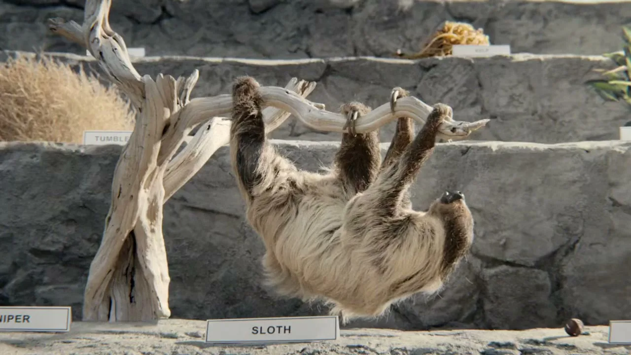 A taxidermied sloth hangs upside down from a tree branch in a museum exhibit, with other exhibits and labels visible in the background.