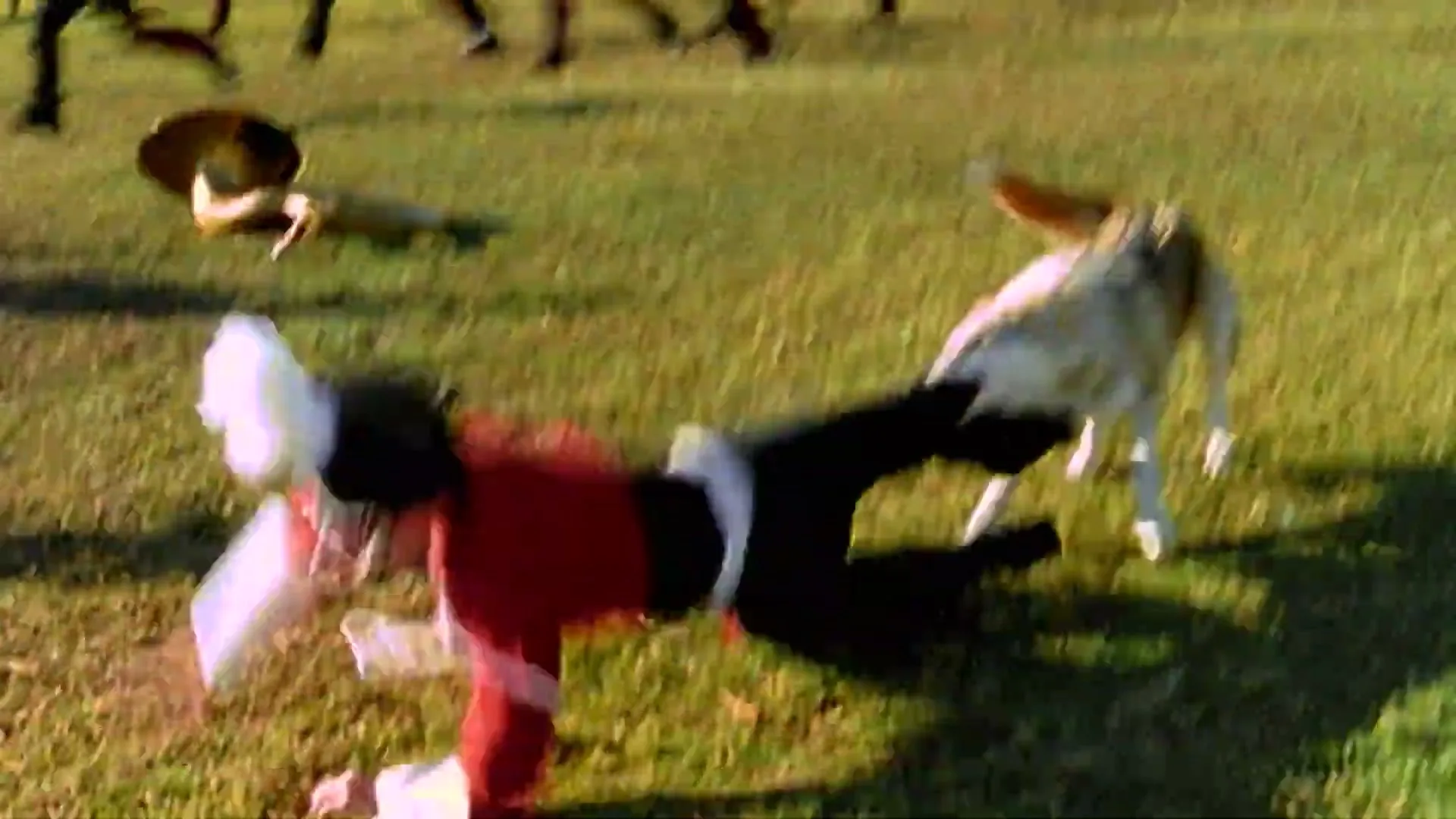 A coyote attacks a marching band member in a red and black uniform, pulling them to the ground on a grassy field during the day.