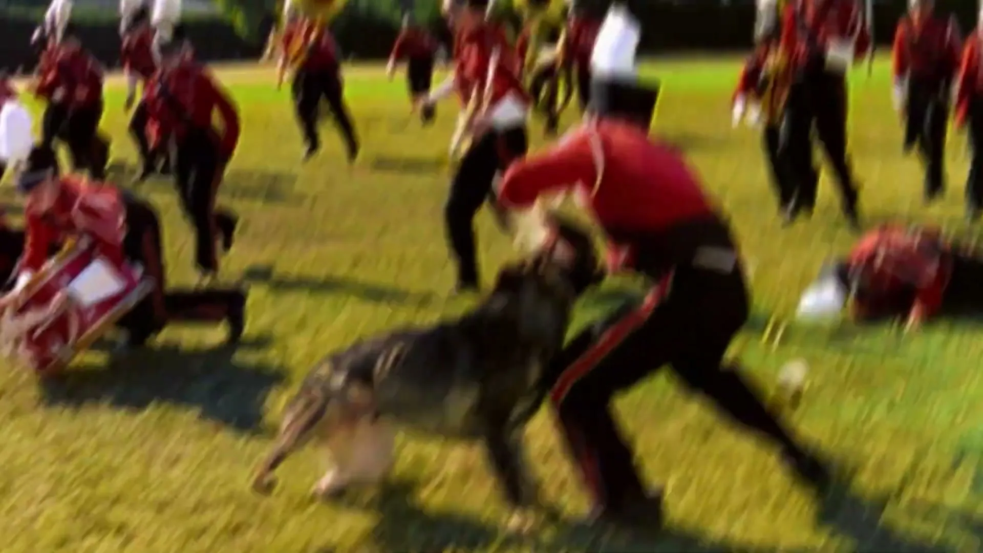 A German Shepherd attacks a marching band member in a red uniform, as other band members flee in panic on a grassy field.
