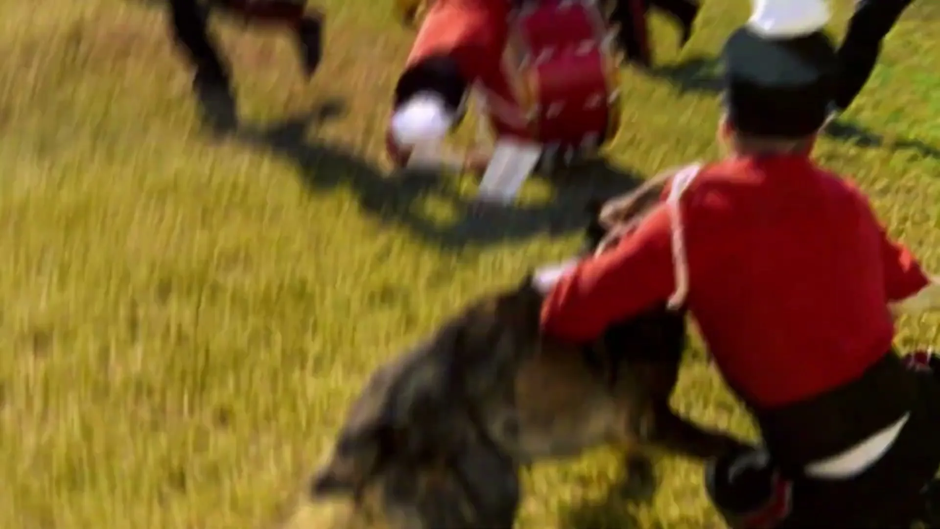 A German Shepherd dog attacks a marching band member in a red uniform on a grassy field, as other band members run in the background.