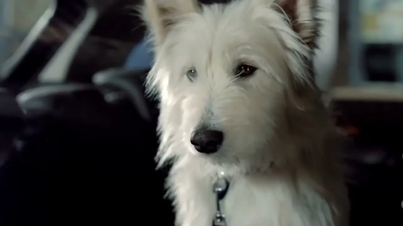 A scruffy white dog with heterochromia sits patiently in the passenger seat of a car, looking slightly to the right.