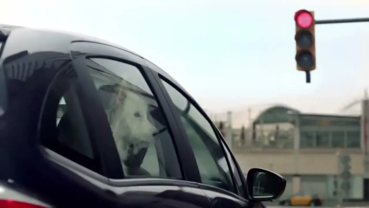A white dog looks out the window of a dark car, which is stopped at a red traffic light on a city street.
