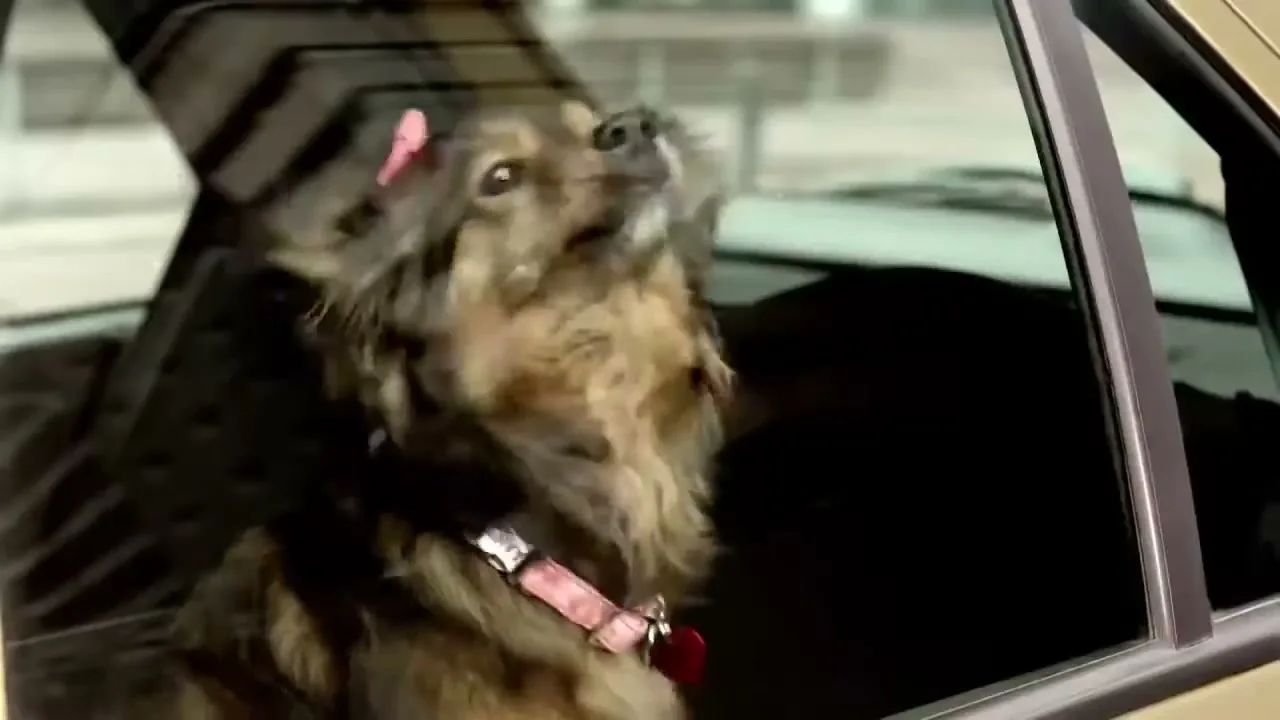 A cute brown dog with a pink bow and collar looks out the window of a car, its fur blowing in the wind.