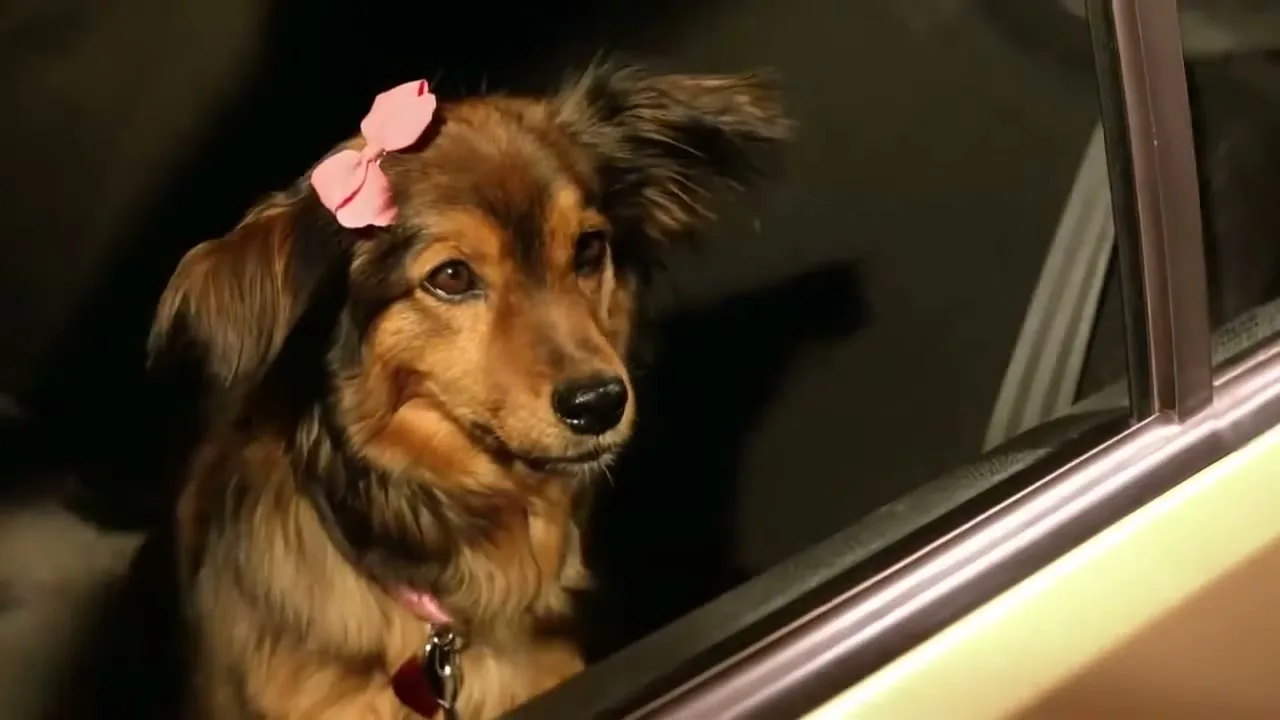 A cute brown dog with a pink bow on its head looks out of a car window at night, with a curious expression.