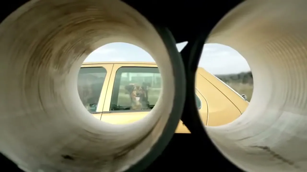 A dog with brown fur looks out the window of a gold car, seen through two large pipes in an exterior, rural setting.