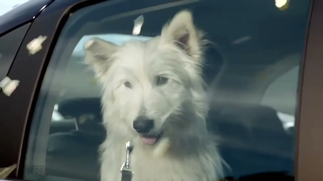 A fluffy white dog with a leash sits in the back seat of a car, looking out the window as confetti falls around it.