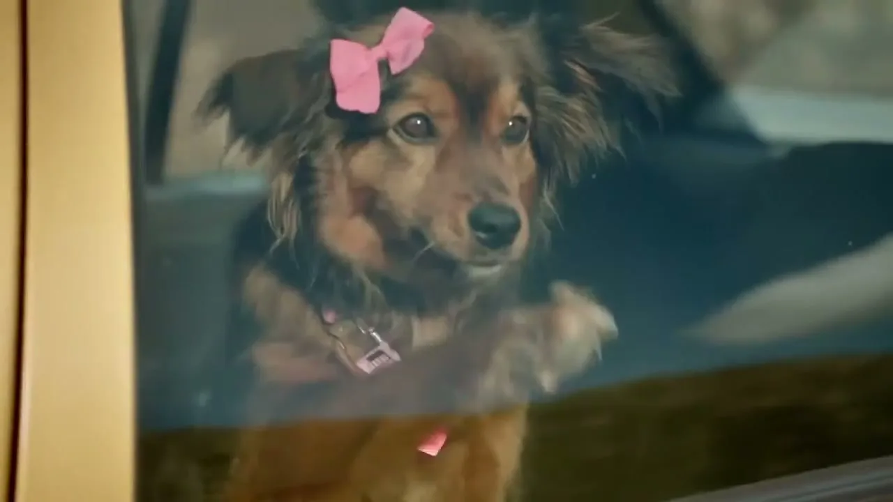 A small, brown, shaggy dog with a pink bow on its head and a pink collar looks out of a car window, appearing sad.