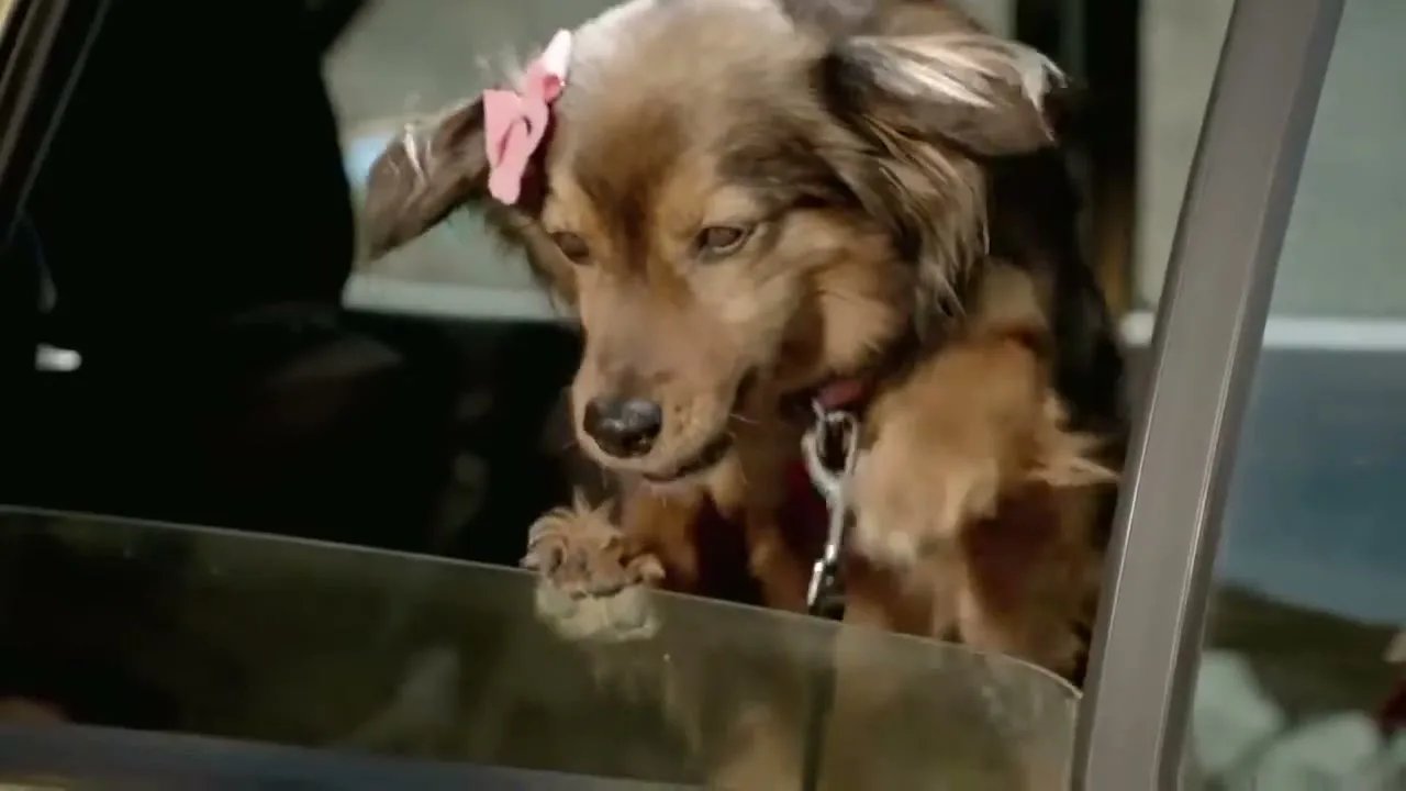 A cute brown dog with a pink bow on its head looks out of a car window, its paws resting on the glass.