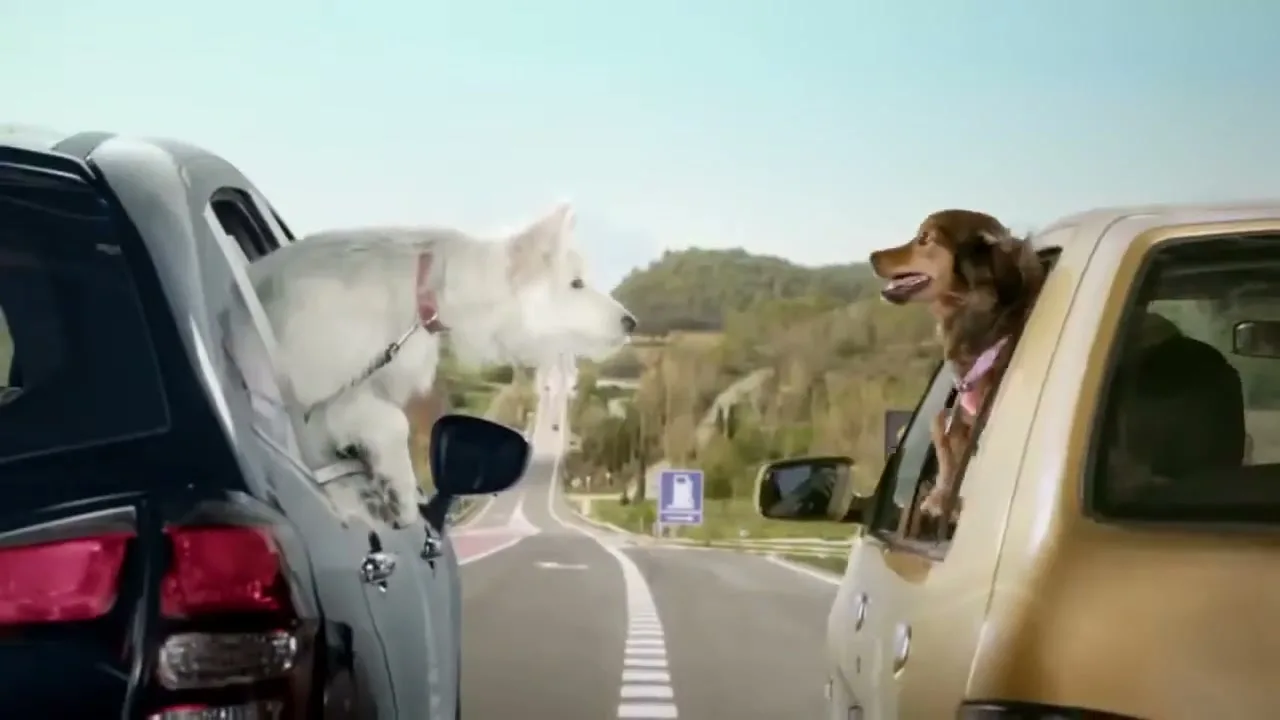 Two dogs, a white fluffy one and a brown one, lean out of car windows, looking at each other on a highway.