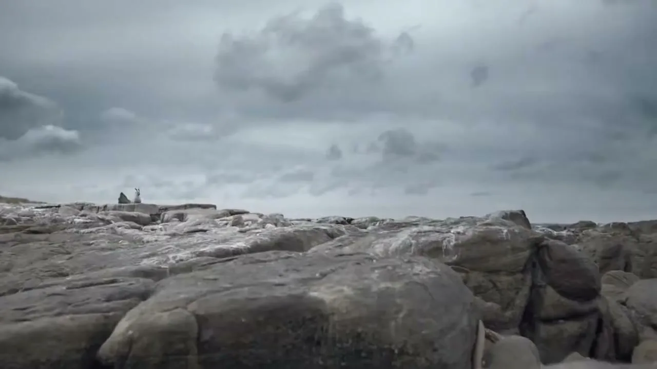 World Wildlife Fund (WWF) “Bamboseal” (2013), frame 2