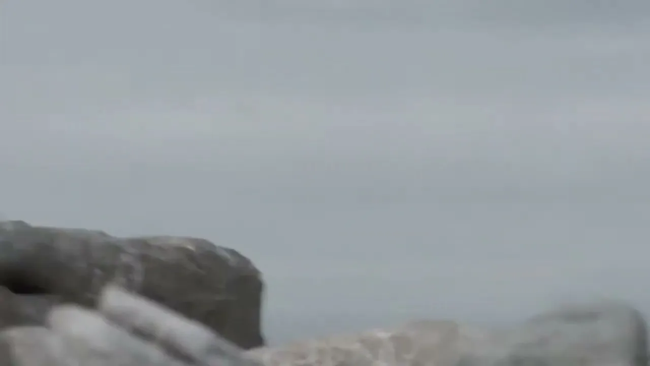 World Wildlife Fund (WWF) “Bamboseal” (2013), frame 6