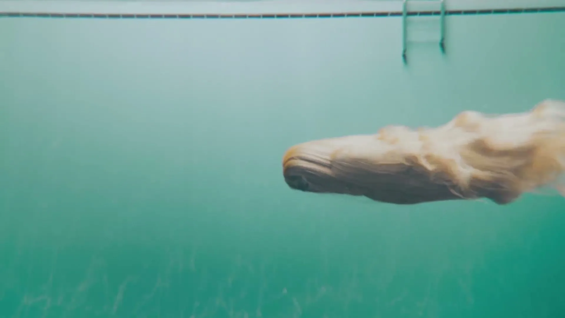 A blonde wig with a single eye swims underwater in a swimming pool, with a ladder visible above the water line.