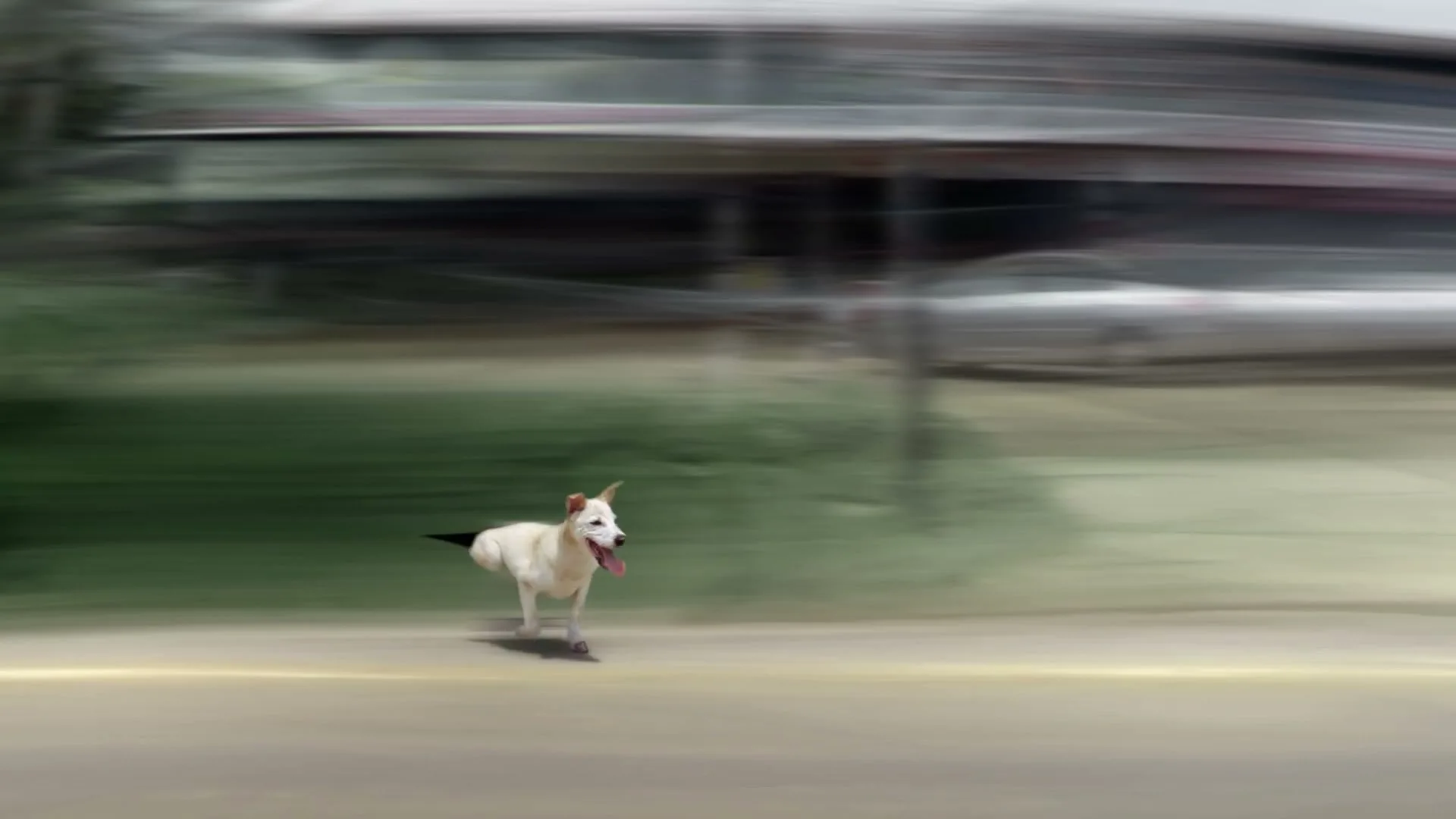 A white dog with its tongue out runs across a blurred road, with a blurred background of buildings and trees, suggesting high speed.