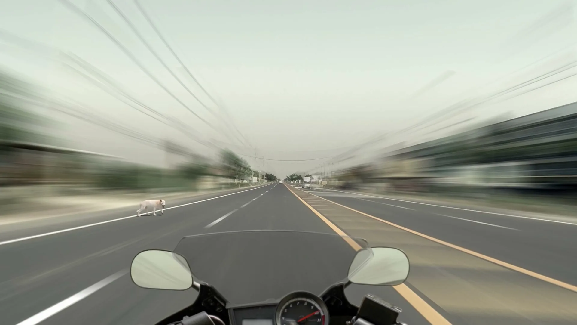 A white dog walks on the side of a blurred road, seen from the POV of a speeding motorcycle on a cloudy day.