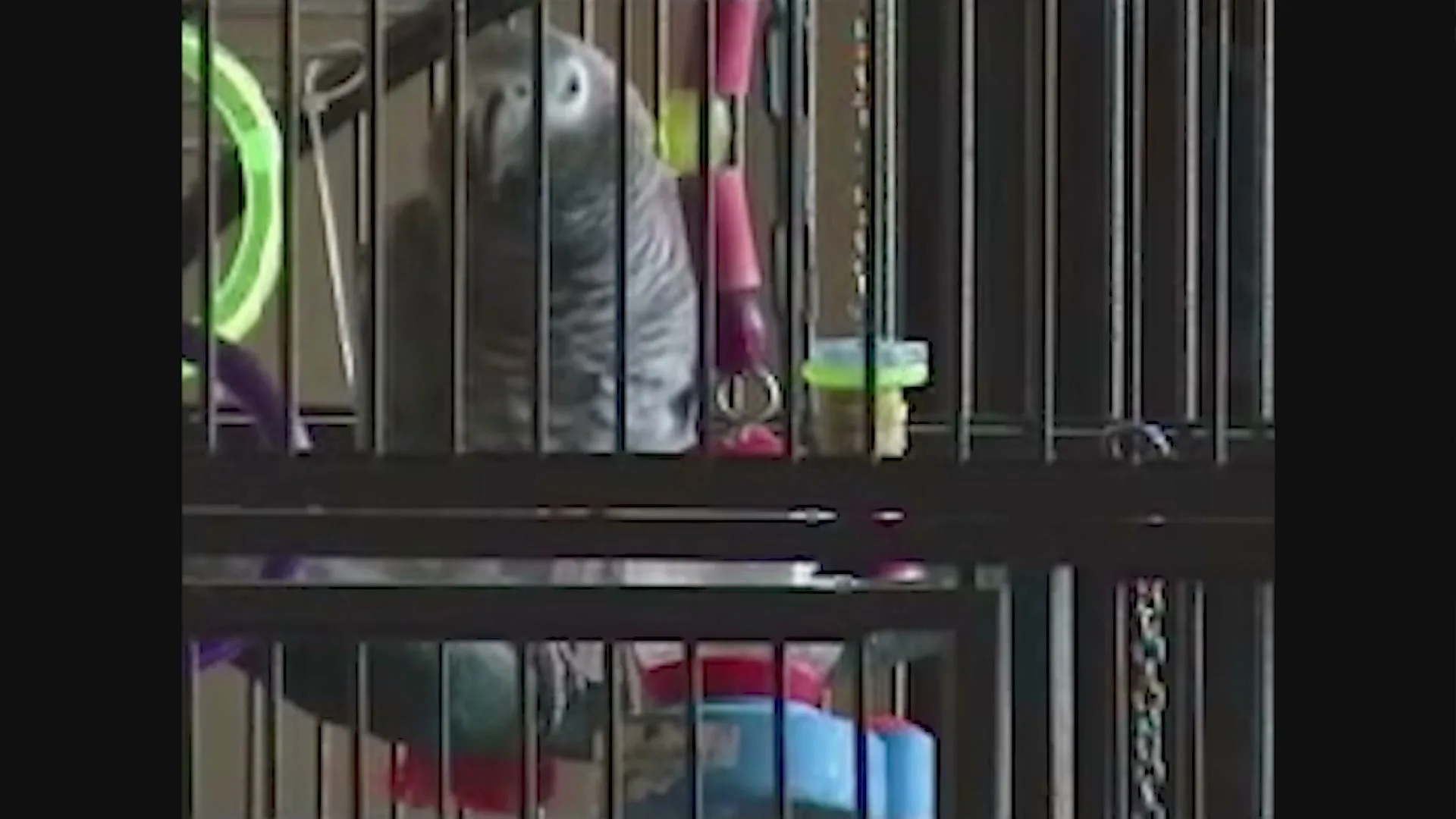 Unicef “Cursing Parrots”
