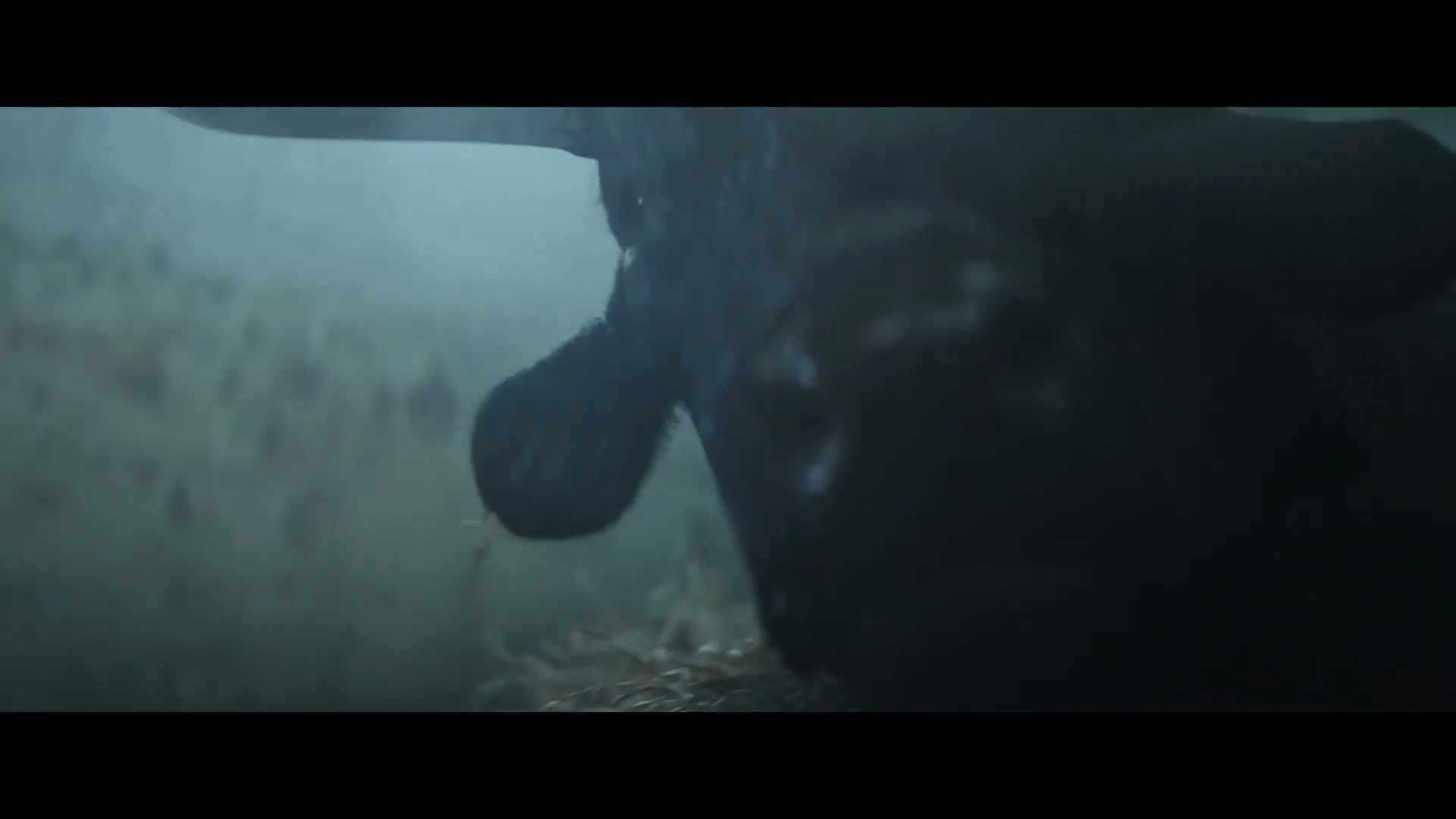 30 Millions D'amis Fondation “The Cry” (2022), frame 3