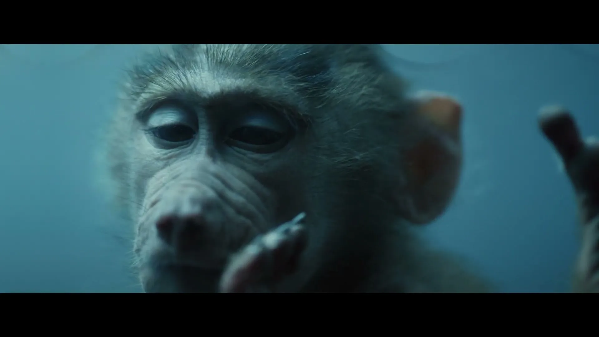30 Millions D'amis Fondation “The Cry” (2022), frame 6
