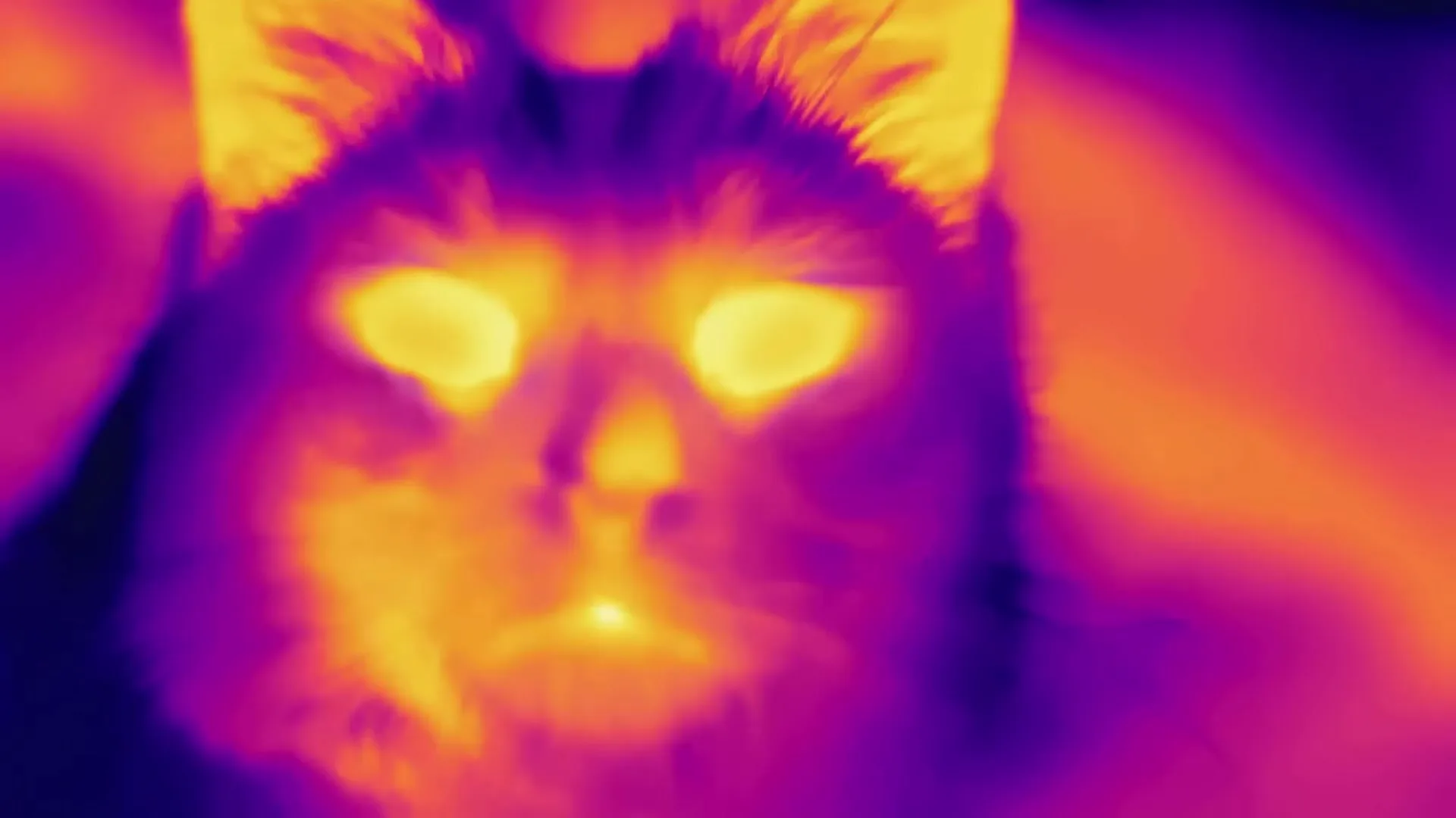 A thermal camera shot of a cat with glowing eyes, looking directly at the camera in a dark room.
