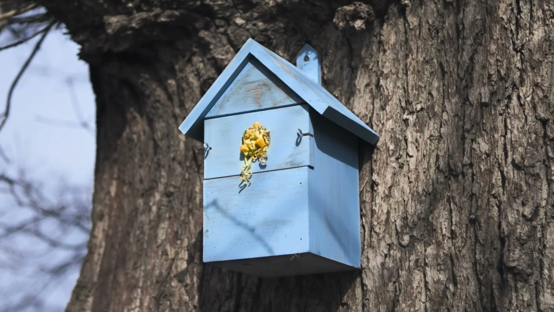 A blue birdhouse with yellow noodles hanging out of the entrance is attached to a tree trunk in an outdoor setting.