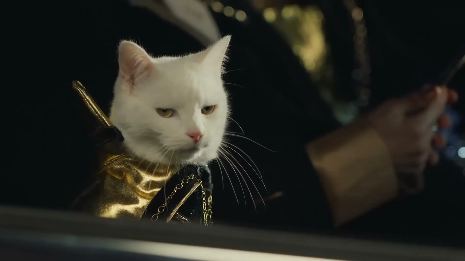 A white cat in a gold and black outfit sits in a car, looking around with a slightly annoyed expression.