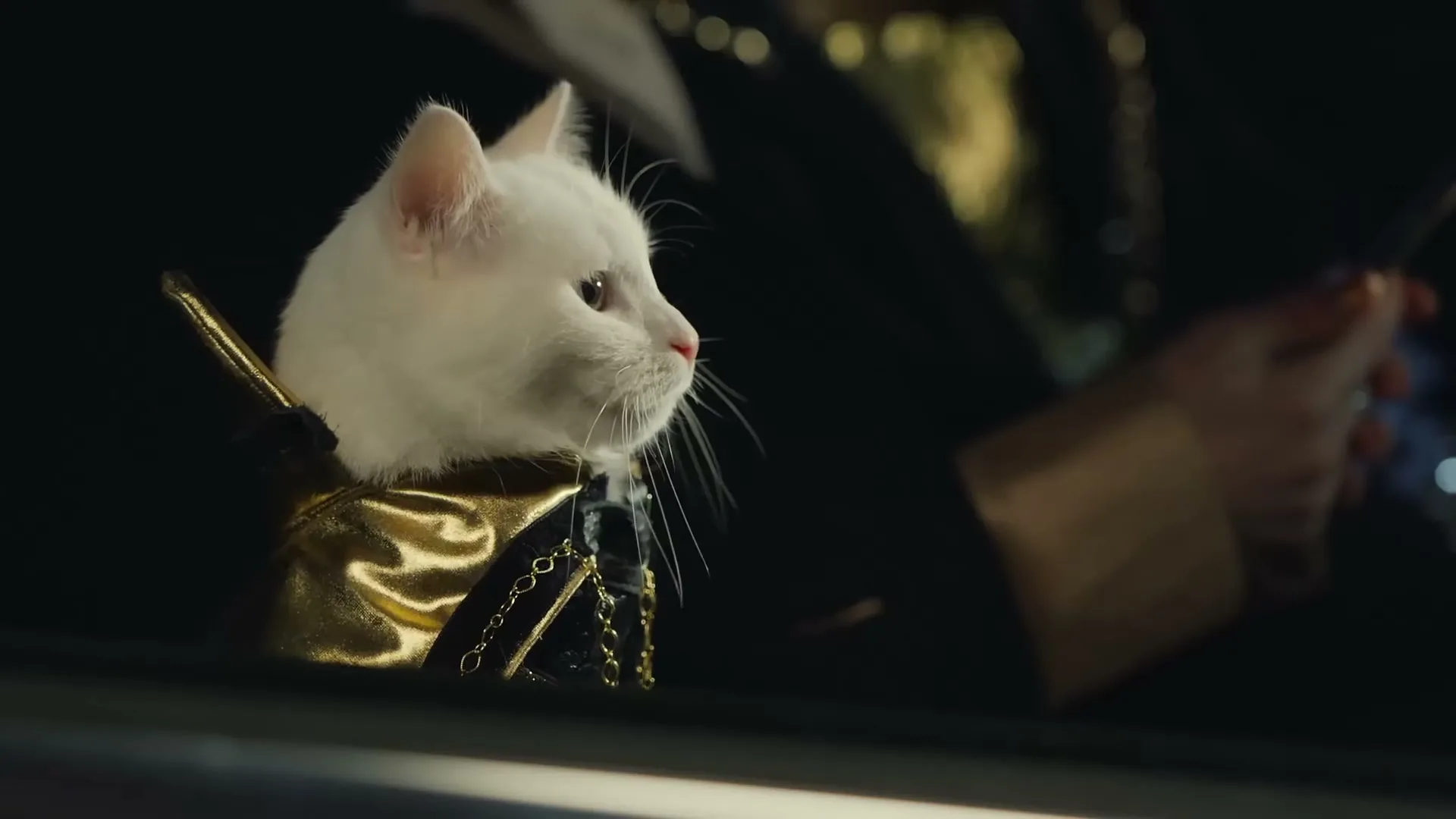 A white cat in a gold and black outfit looks out of a car window at night.