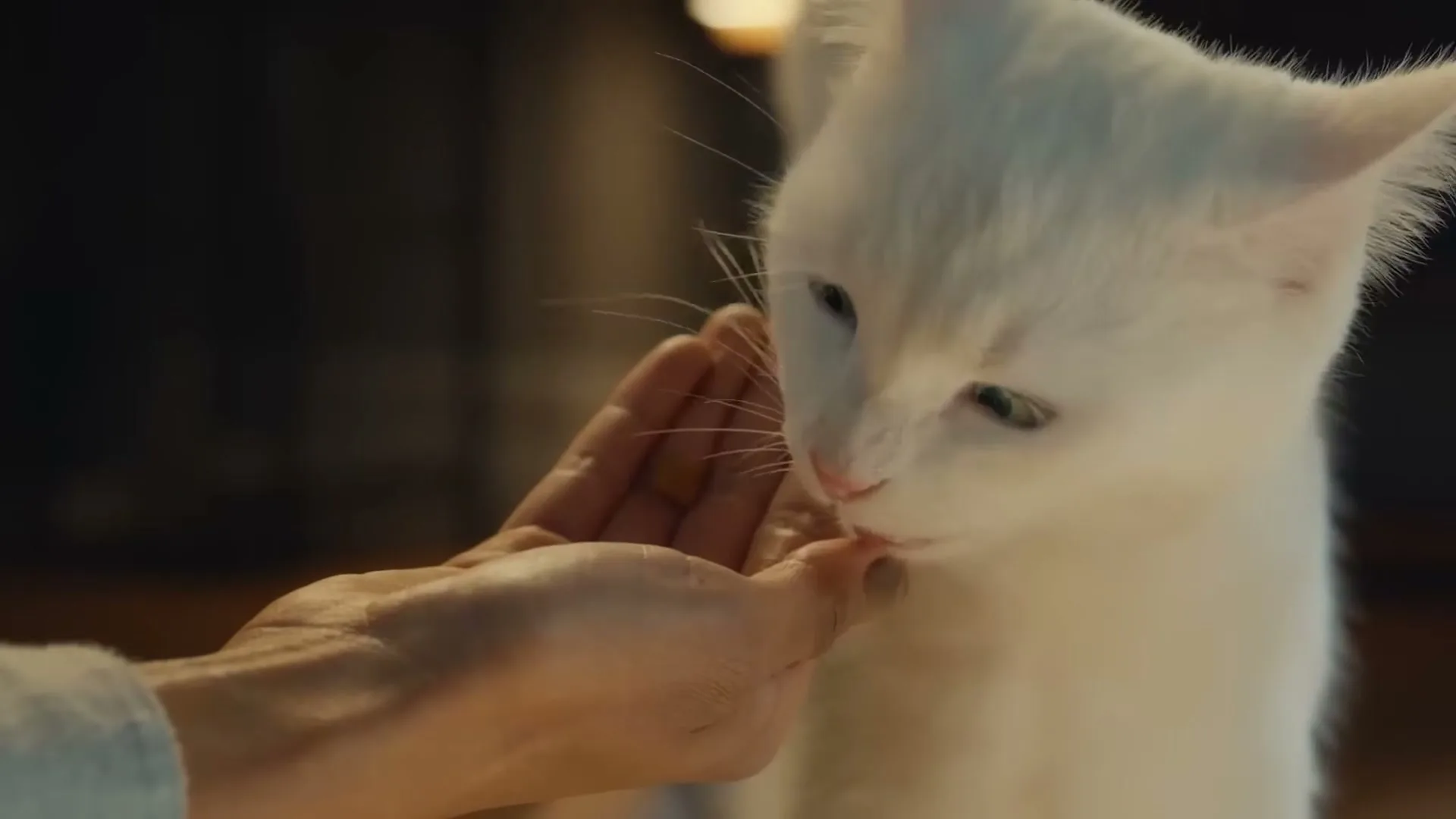 A white cat with blue eyes licks a treat from a person's hand in a dimly lit interior setting.