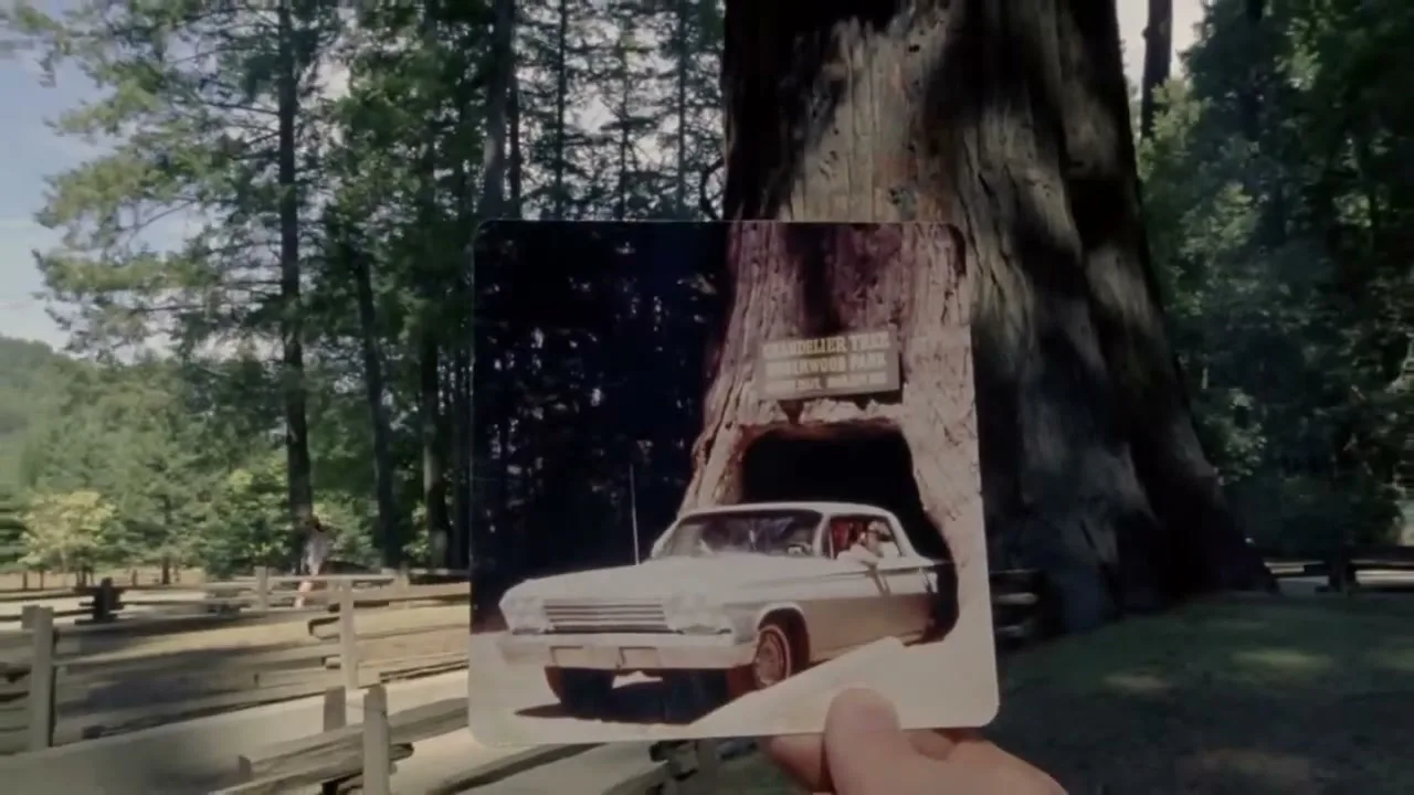 A hand holds up an old photograph of a white car driving through a tunnel carved into a giant redwood tree, with a similar real-life tree in the background.