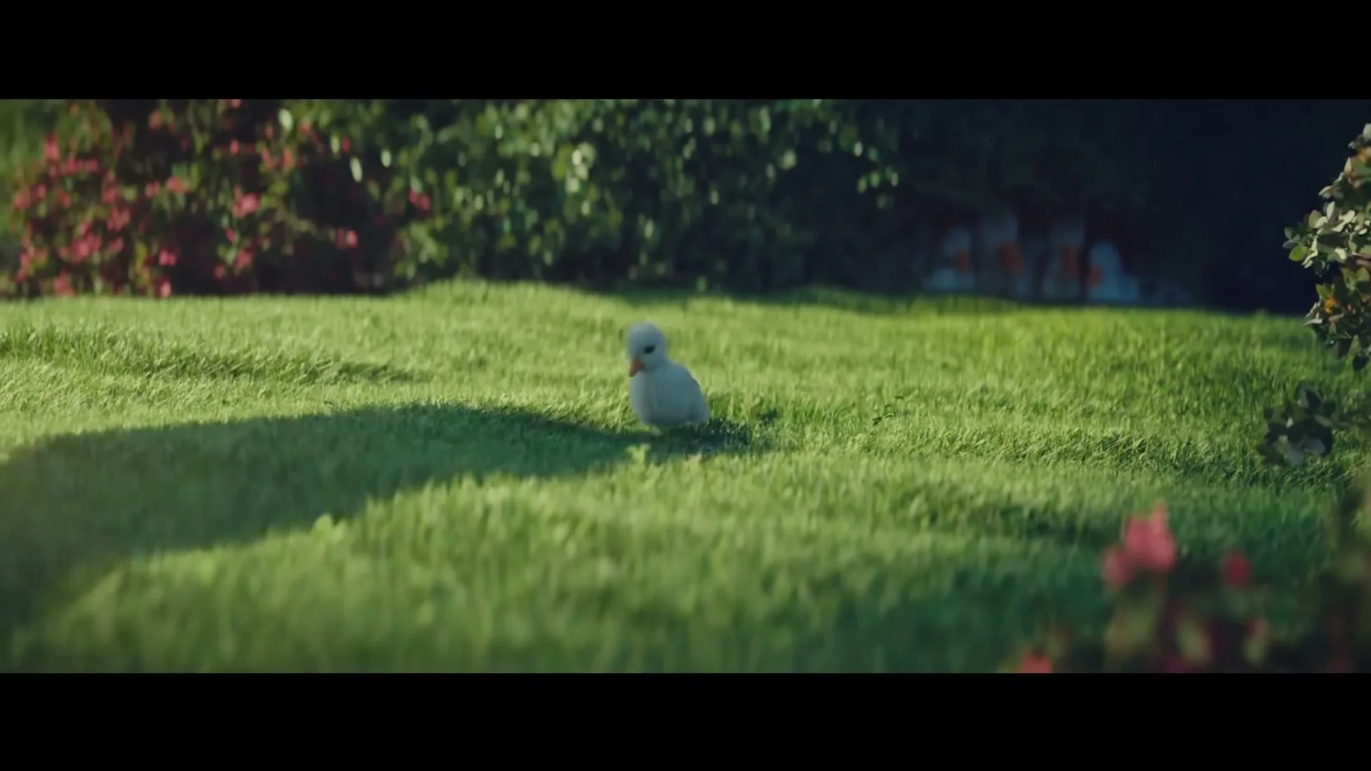 A small, fluffy white duckling with an orange beak walks across a vibrant green lawn, looking around curiously in a sunny garden.