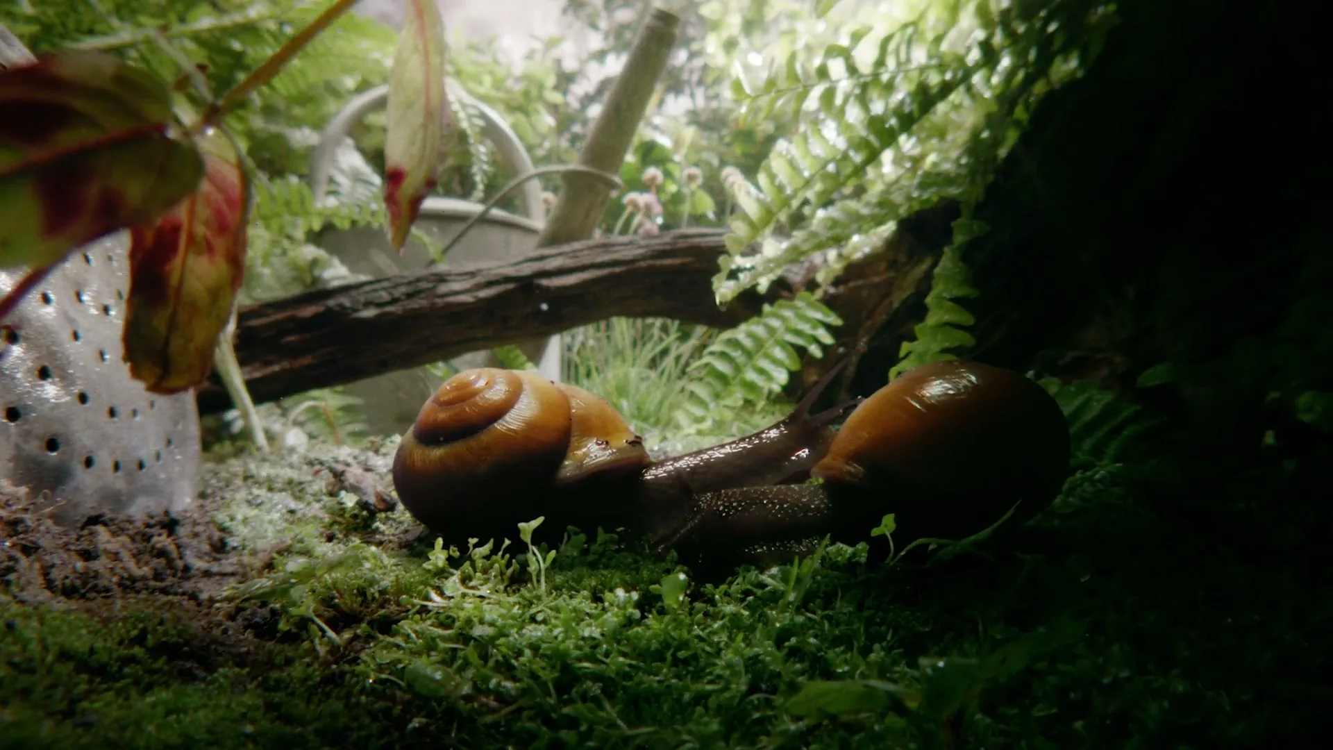 Two brown snails with shells are seen in a medium shot, slowly moving across a lush green mossy ground in a garden setting.