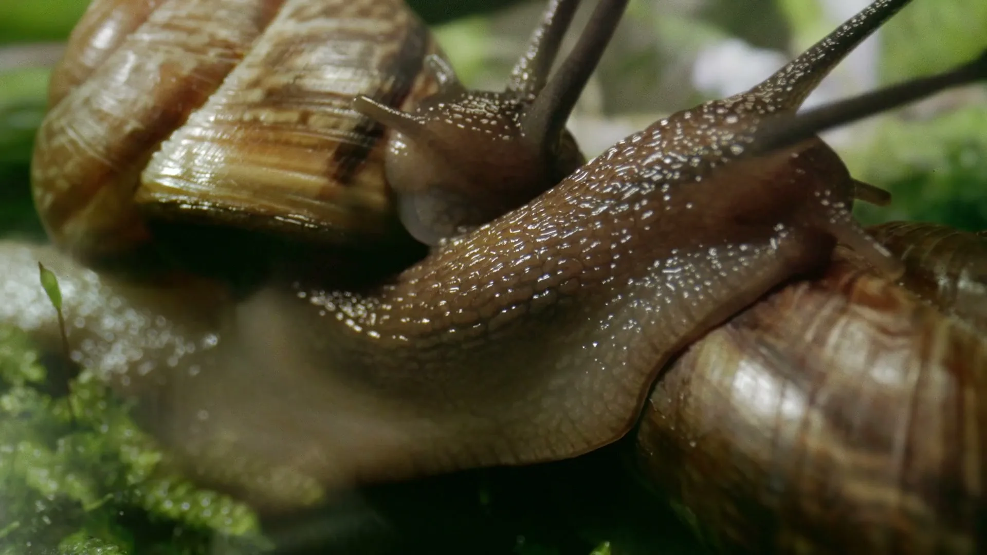 Two brown snails with long antennae are seen in a macro shot, slowly moving over green moss in a garden.