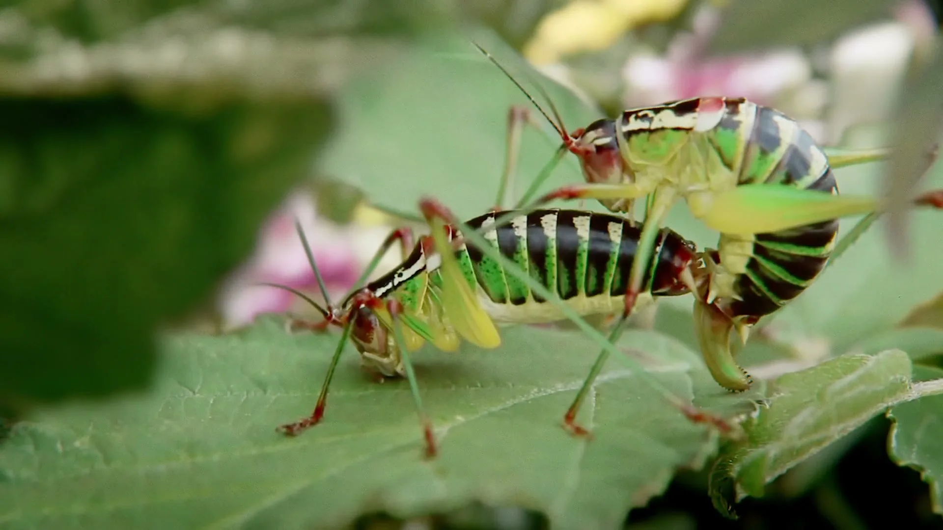 Two green and black striped grasshoppers are mating on a green leaf in a garden.