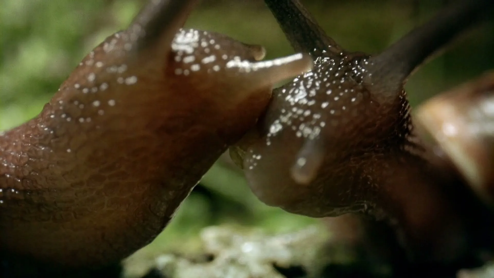Two brown snails with glistening bodies and antennae touch each other on a mossy surface in a close-up shot.