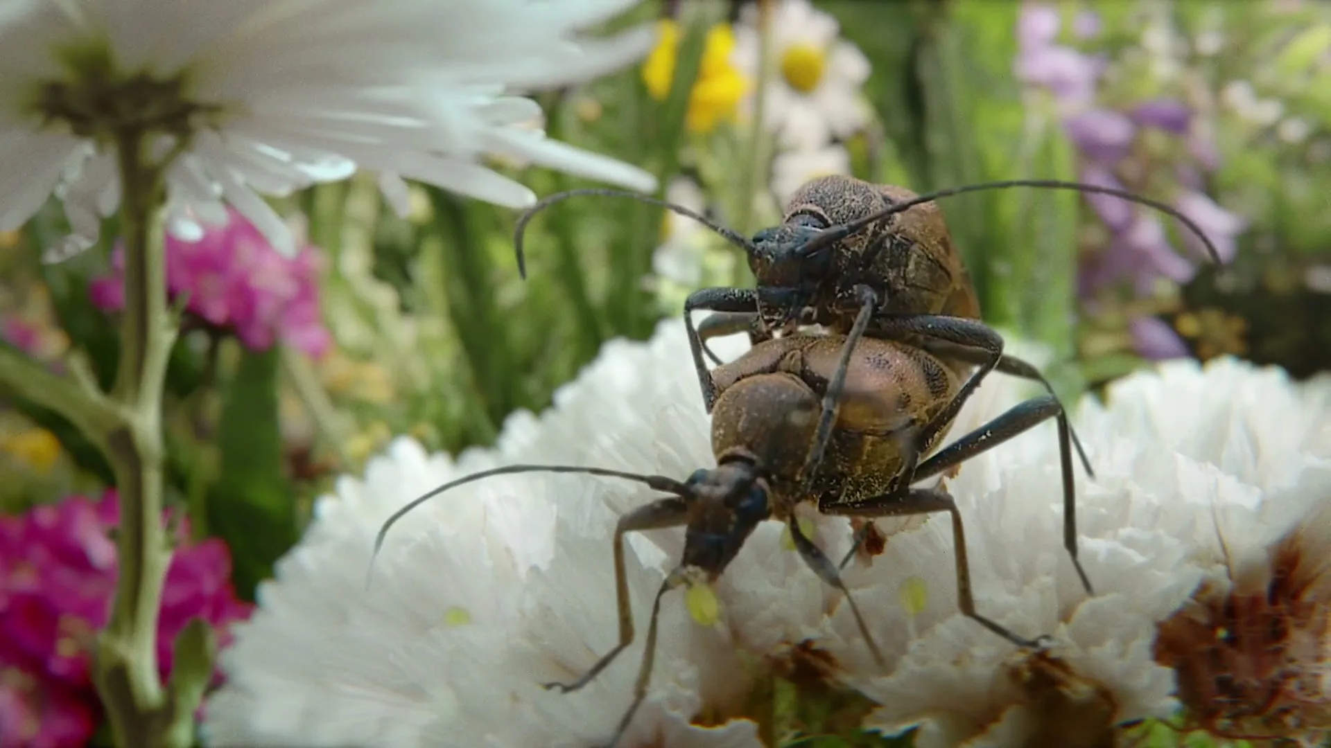 Two brown beetles are mating on a white flower, surrounded by other colorful flowers in a garden.