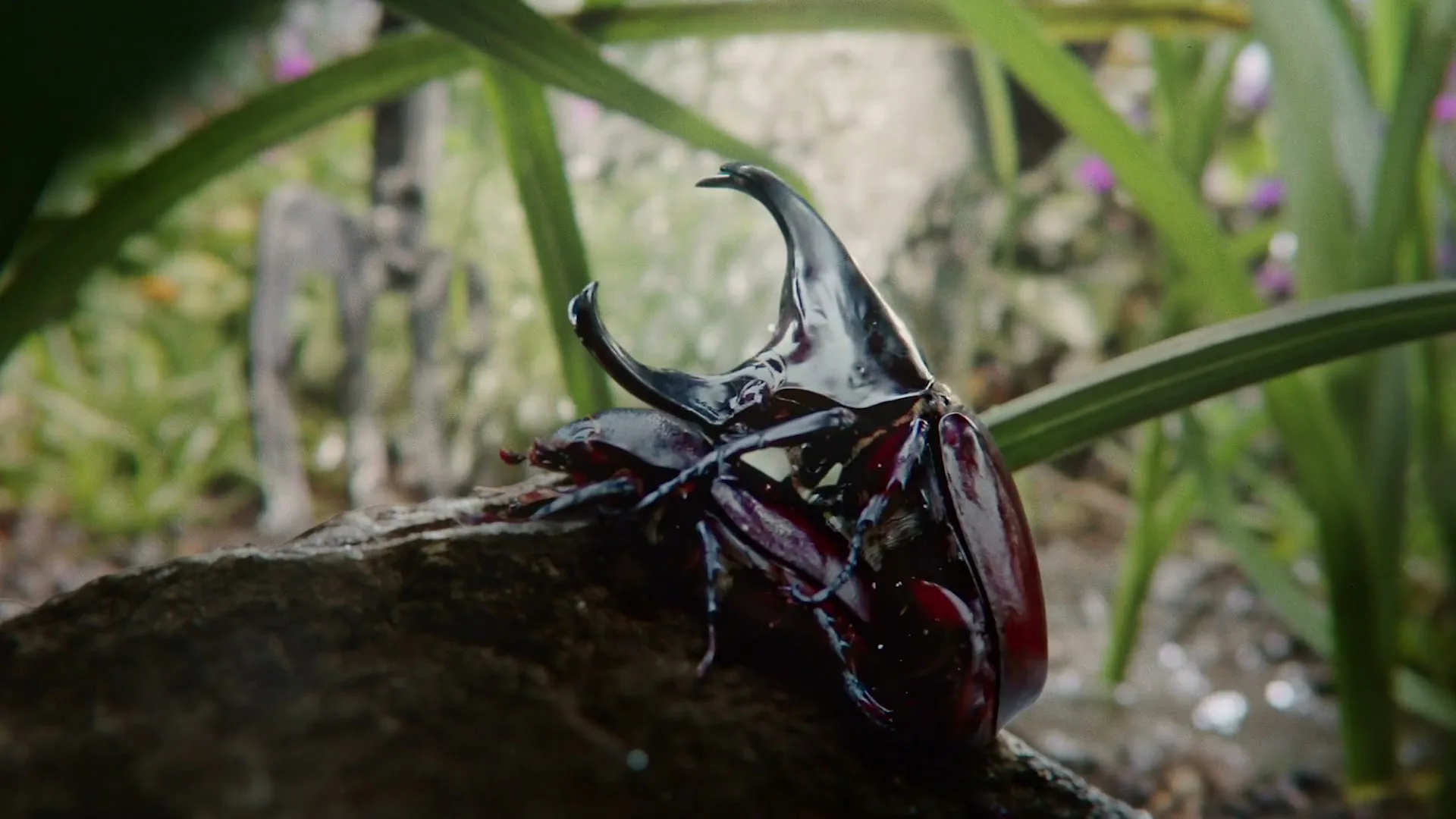 A large, dark beetle with prominent horns is perched on a rock, with green foliage in the background, in a natural outdoor setting.