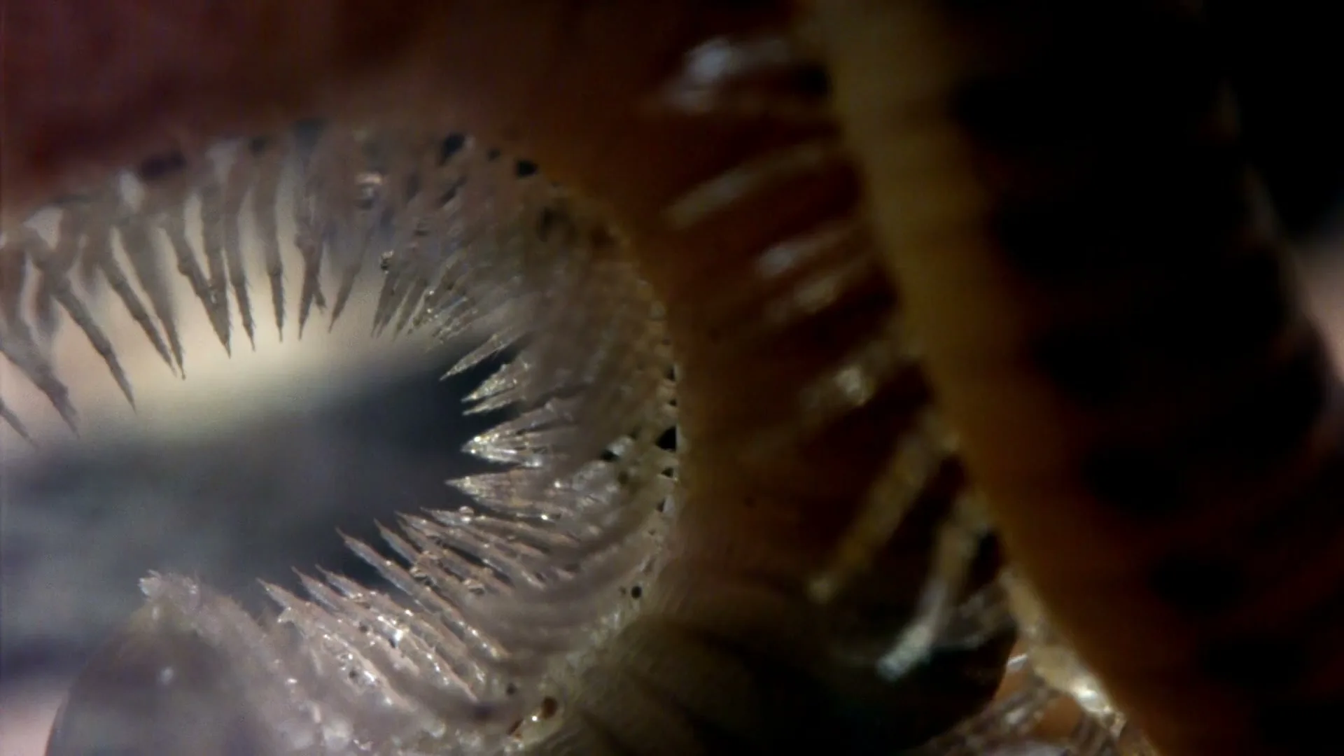 A macro shot shows the intricate, spiky interior of a plant or fungus, with a dark opening in the center.