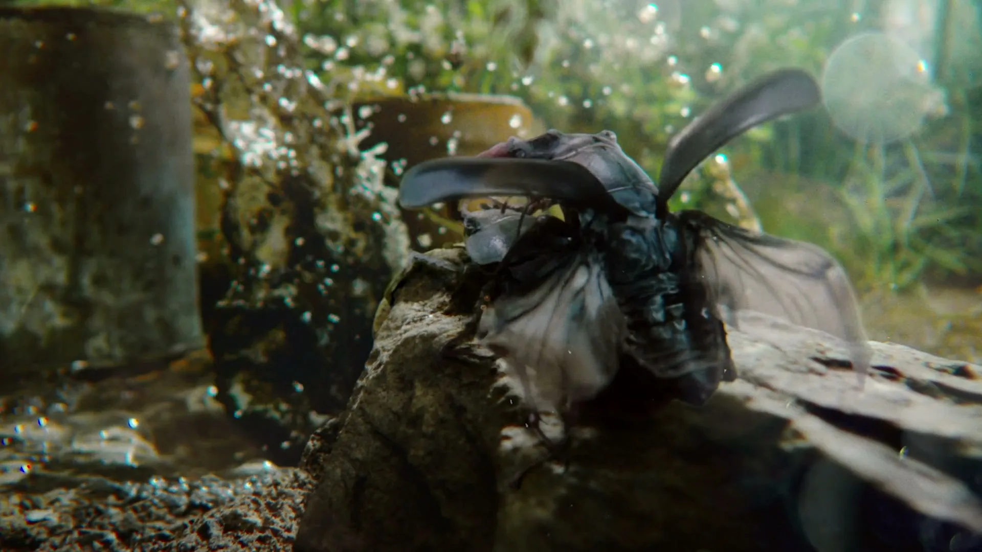 A large, dark beetle with red markings on its head is seen underwater, perched on a rock, with its wings fluttering.