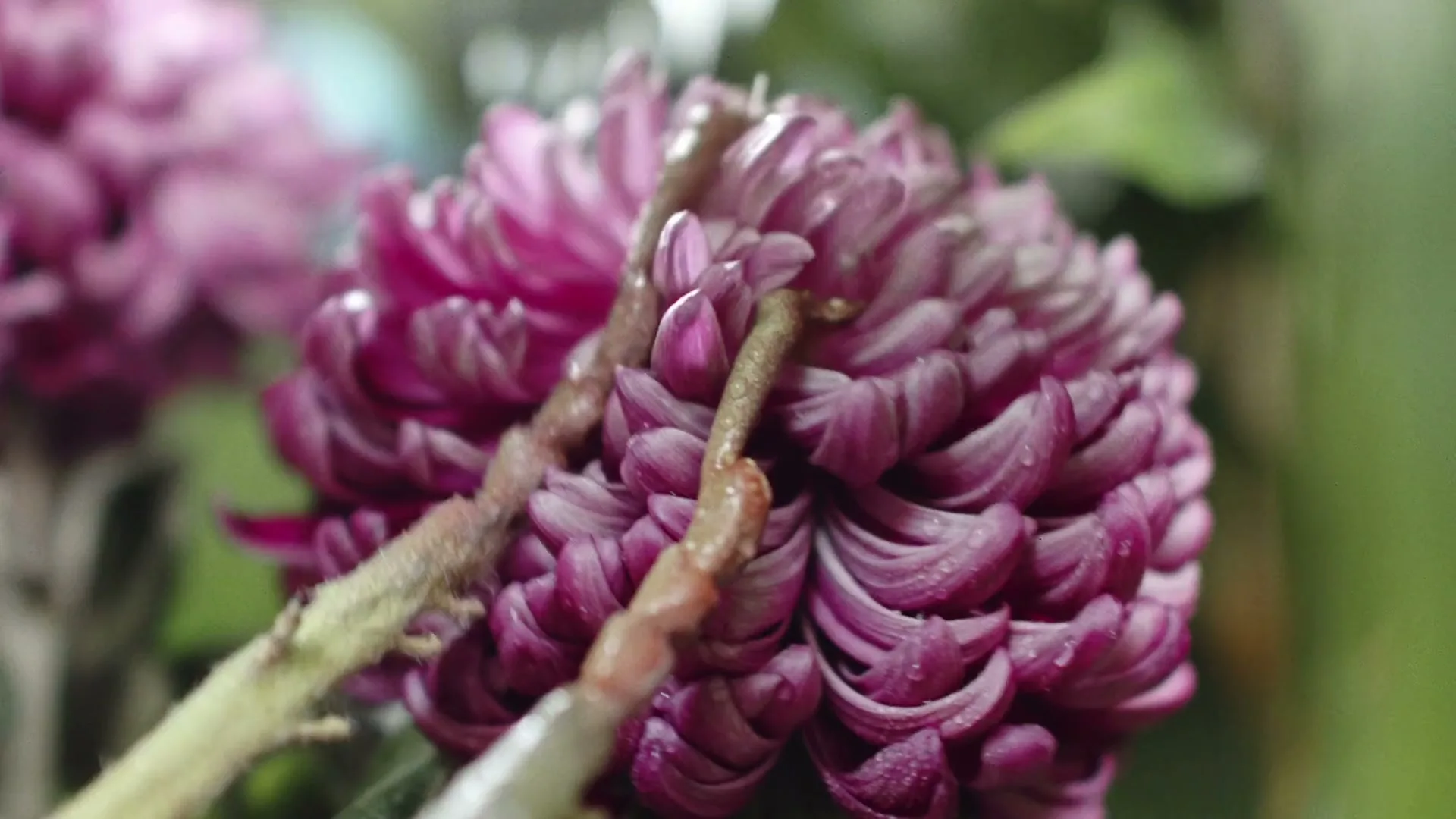A close-up shot of a vibrant purple chrysanthemum flower with water droplets, as a small caterpillar crawls on its petals in a garden.