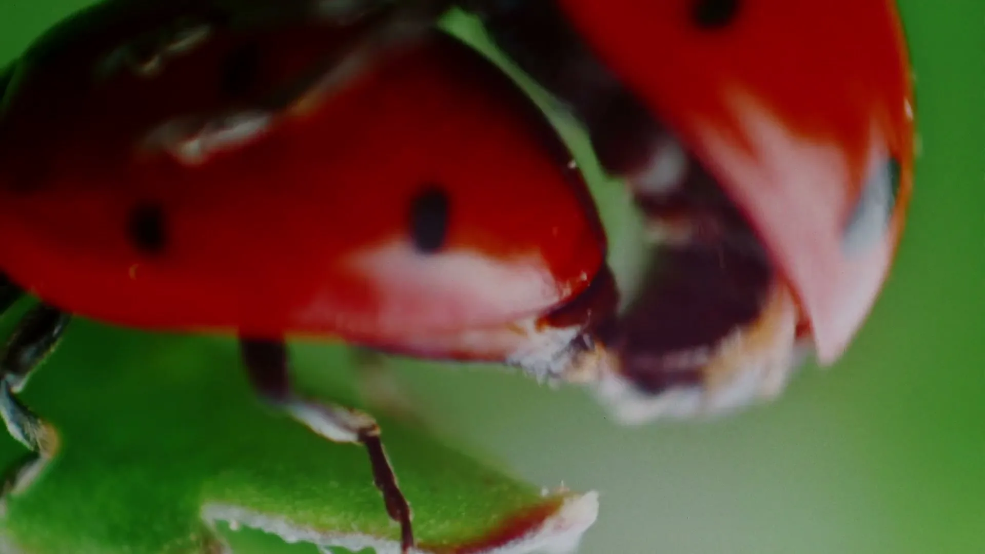 A macro shot of a red ladybug with black spots on a green leaf, as the camera quickly zooms out.
