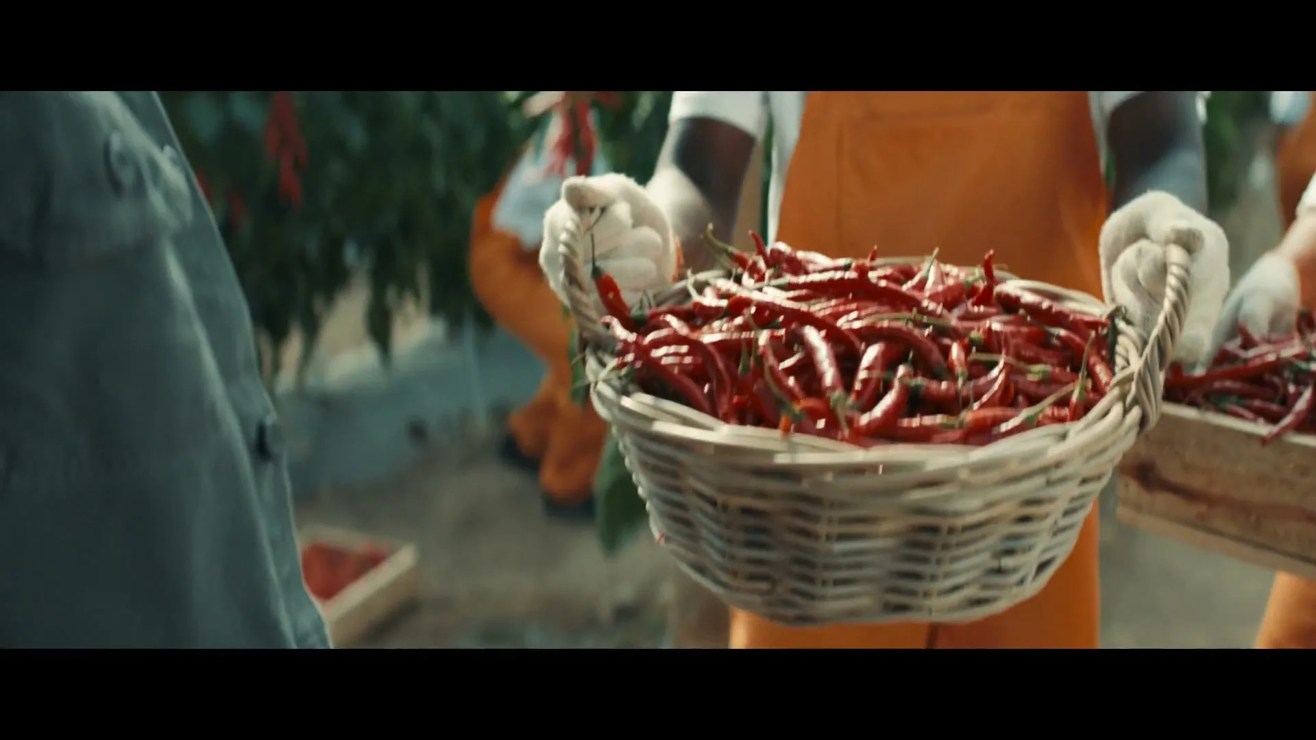 Workers in orange overalls and white gloves carry baskets and crates full of red chili peppers in a greenhouse.