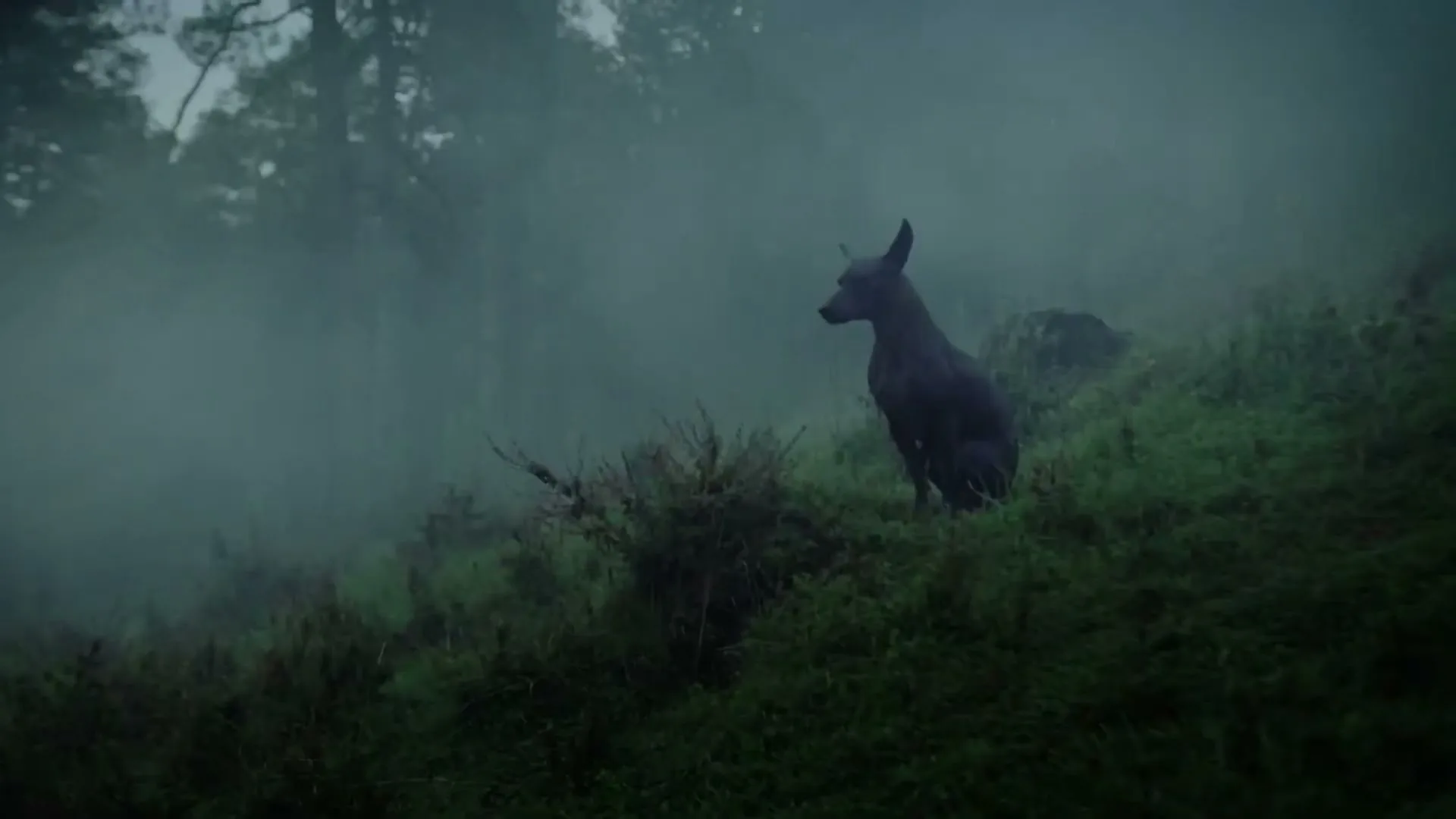 A dark, hairless dog sits on a misty, green hillside, looking intently into the fog-shrouded forest.