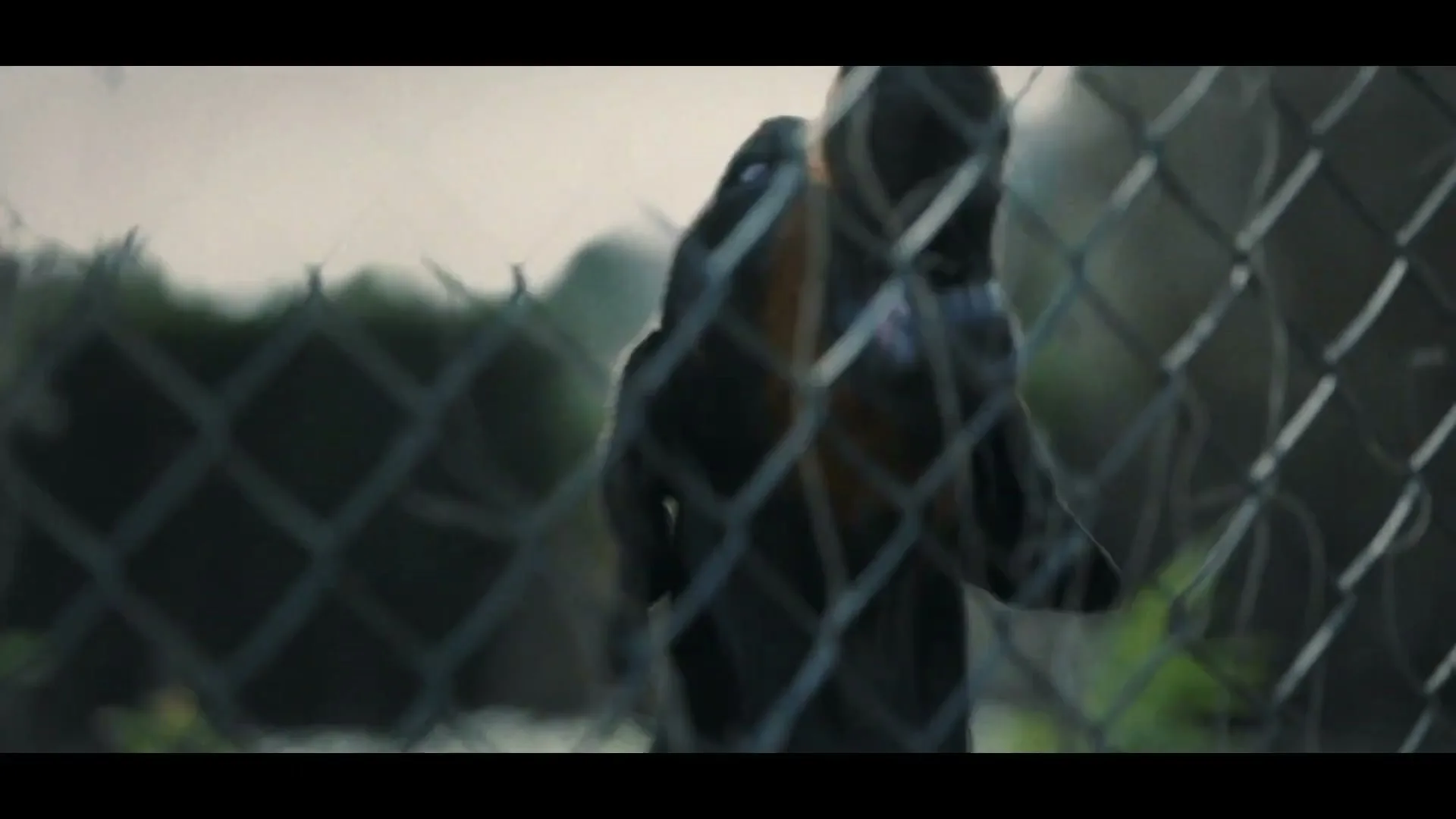 A dog with dark fur and tan markings is seen through a chain-link fence, looking up and barking in an outdoor setting.