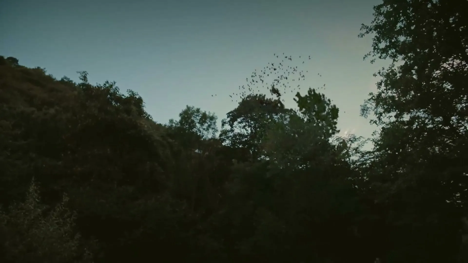 A flock of birds flies over a dark forest at dusk, with a clear sky visible above the trees.