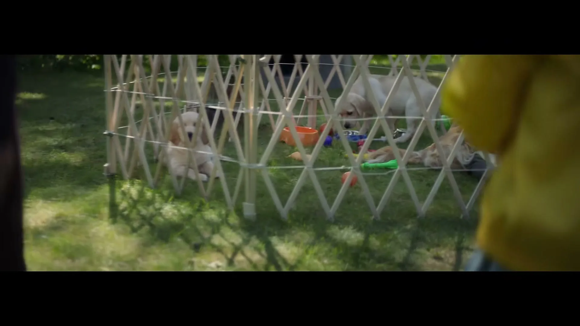 A cute golden retriever puppy sits inside a playpen on green grass, surrounded by toys and other puppies, as a person in a yellow jacket watches.