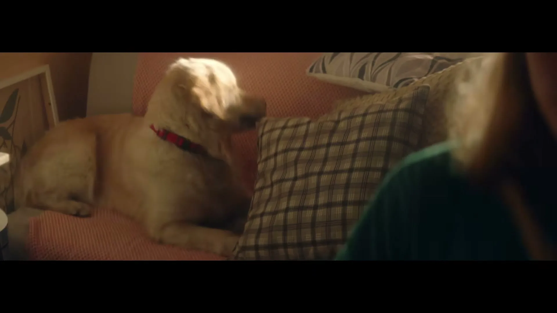 A golden retriever dog with a red collar lies on a pink couch next to a plaid pillow, looking at a person whose shoulder is visible in the foreground.