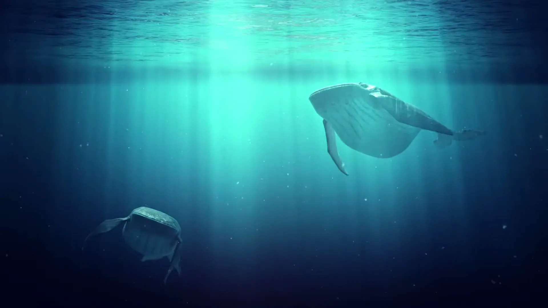 Two whales swim gracefully underwater, illuminated by shafts of light from the surface, as one whale approaches the camera.